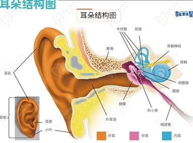 余文林做耳朵再造怎么樣