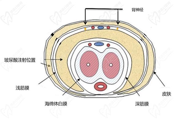 男性生殖整形手術(shù)費(fèi)用大概需要多少錢