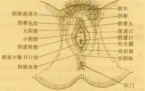 私密緊縮針怎么樣